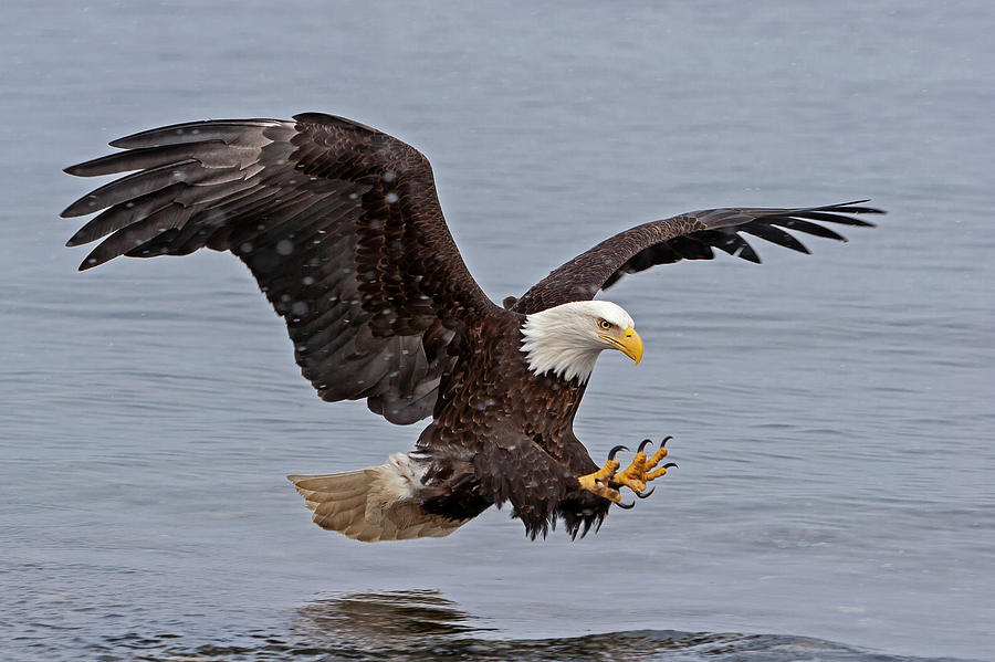 Eagle diving down to water to catch fish