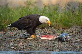 Eagle eating  fish