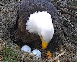 Eagle in nest with eggs