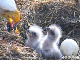 Eagle in nest with eaglets